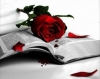 /gallery/Copie de Bloody_Rose.jpg